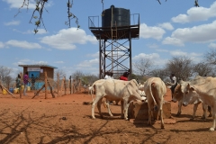 cattle-drinking-from-a-well-drilled-by-fundifix
