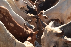 cattle-drinking-from-a-well-dug-by-fundifix